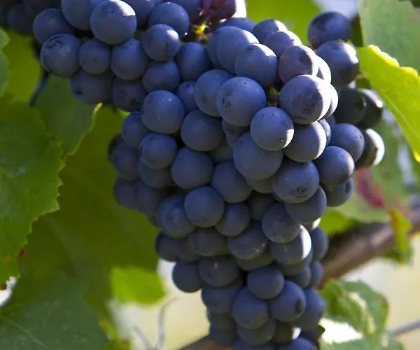 מלון Logis Du Fel